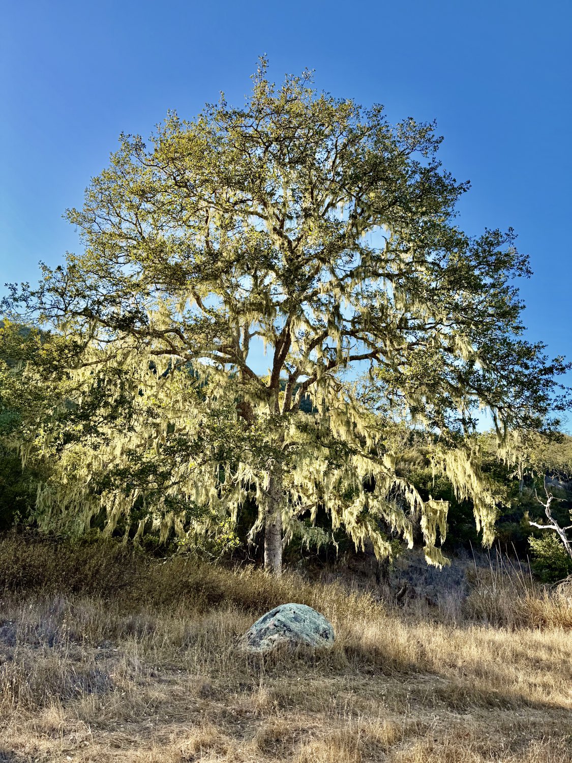 A lace-lichen oak on the golden hillside