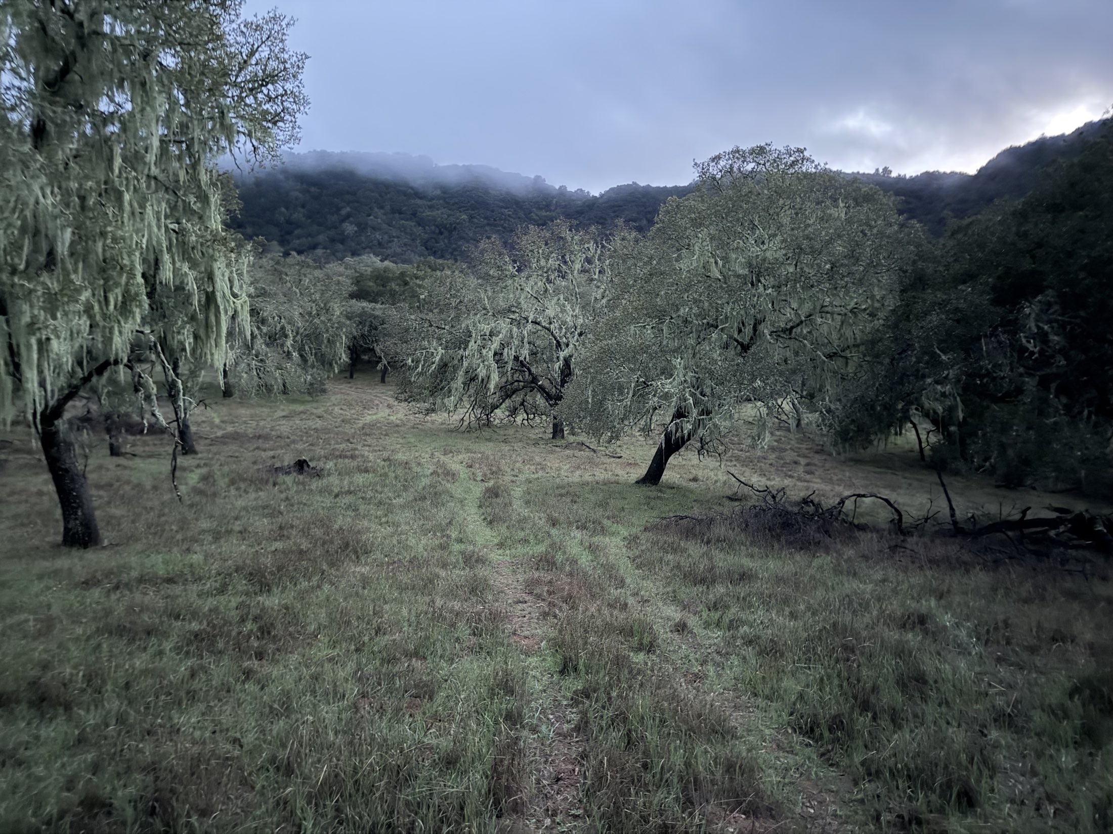 Morning mist over the valley oaks